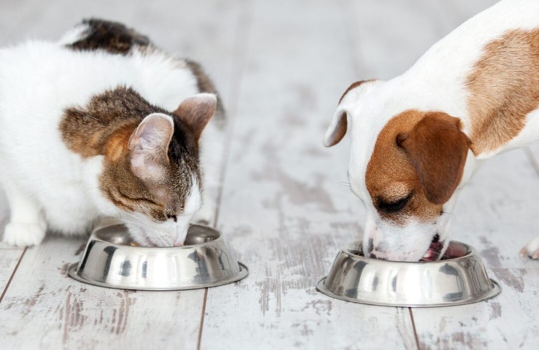 essential-nutrition-essential-nutrients-for-your-dogs-and-cats